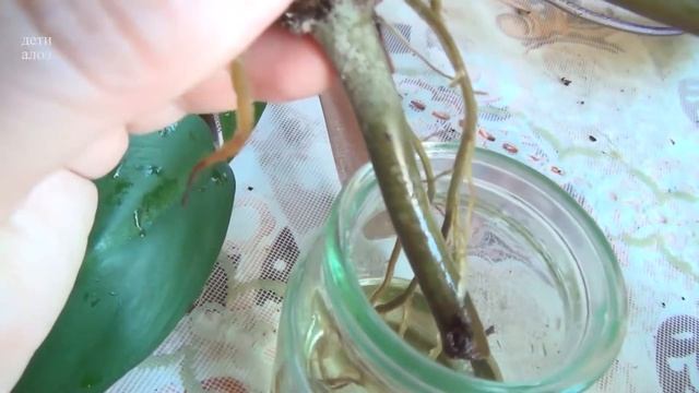 Филодендрон краснеющий - укоренение черенков