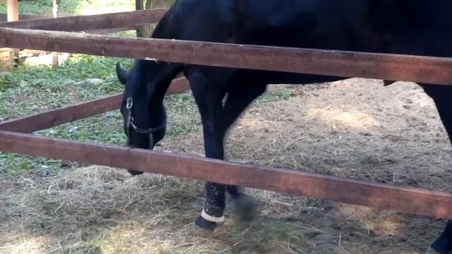 конь грызет ограду.mp4 смотреть онлайн