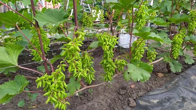 Карнавал - во всей красе! смотреть онлайн