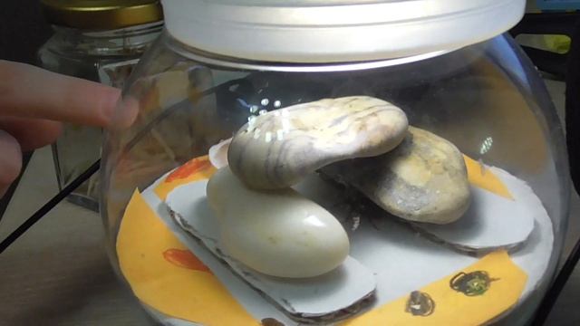 ААА!!! ДОМА ПАУК ! Спасите паука ! домик для паука смотреть онлайн