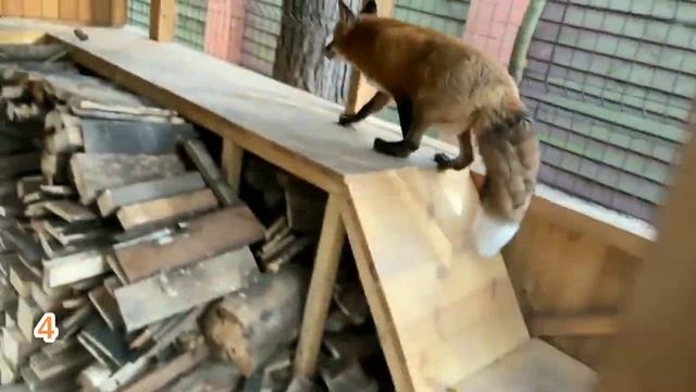 ЛИСЯО. Алиса - Лиса. Не разрешает гладить