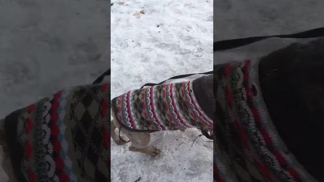 Шереметьевский приют - Дэйв смотреть онлайн