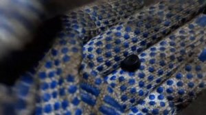 Клапана КПП Скания