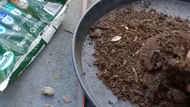 Aglaonema Repotting and Care Tips #aglaonema #tips #care смотреть онлайн