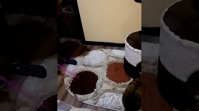 Мубина и Муэцца🐈 смотреть онлайн