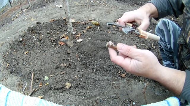 Посадка черенков винограда осенью на постоянное место. смотреть онлайн