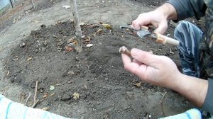 Посадка черенков винограда осенью на постоянное место.