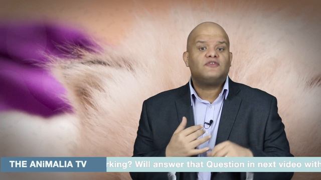 How Long Do Cats Live? Explained. смотреть онлайн