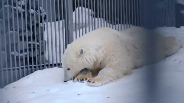 🐻❄️У ДИКСОНА В БАССЕЙНЕ СКОРО ПОЯВЯТСЯ РЫБКИ смотреть онлайн