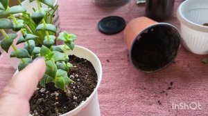 Крассула плауновидная, перфората, марниериана. 29.03.2023.