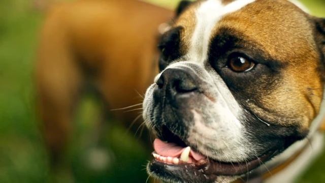 Собаку какой породы лучше завести новичку/ Часть 2 смотреть онлайн