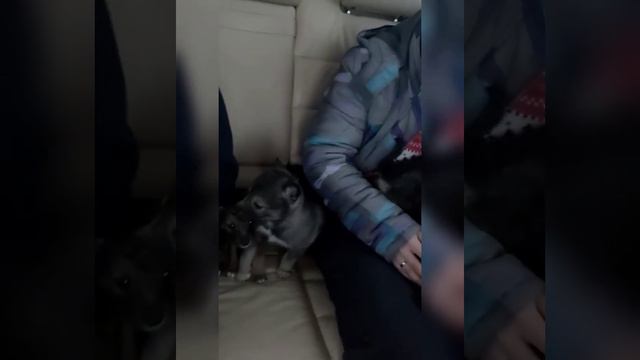 Animal Shelter in Estonia (saved puppies) Приют животных в Эстонии (спасенные щенки лайки) смотреть онлайн