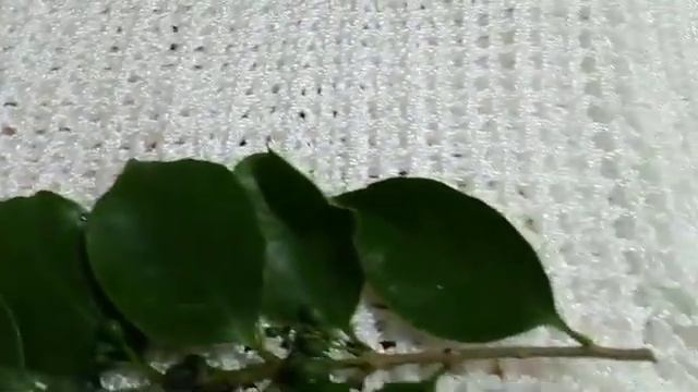 Sementes E Folhas De Alfeneiro/(Ligustrum Lucidum) [Leitura Na Descrição]#plantas