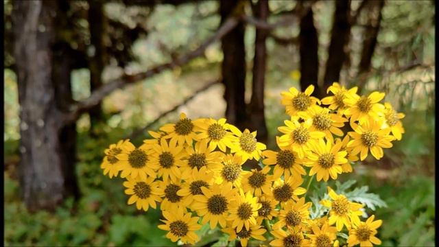 Большой Гималайский Поход 2022, часть 18 смотреть онлайн