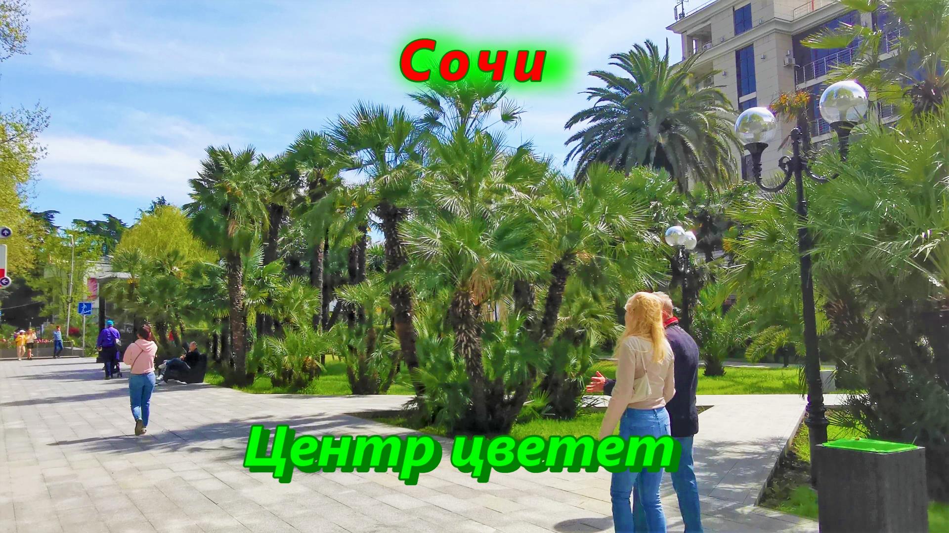 Сочи центр цветет смотреть онлайн