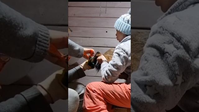 Маникюр козам | Чистка копыт | Первый снег .16.11.22 смотреть онлайн