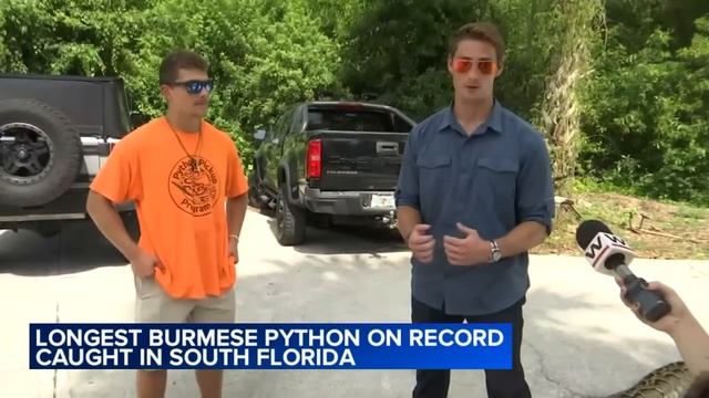 19-foot Burmese python, longest ever recorded, caught by group of friends смотреть онлайн