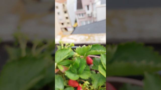 "Сад на крыше". Начала созревать земляника! смотреть онлайн