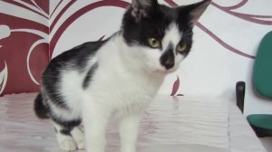 КРОЛИК БАФФИ И ШУТКА Кота Малыша и Кошки Мурки! КОТЫ сделали КЛЕТКУ В СТИКЕРАХ