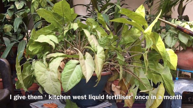 Arrowhead Plant Care | All About Syngonium Plant |Syngonium Plant Care |Syngonium Propagation | Soi