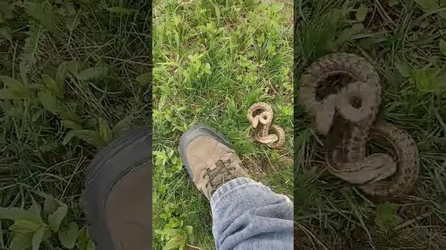 Змея кидается смотреть онлайн