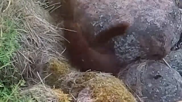 Норка европейская смотреть онлайн