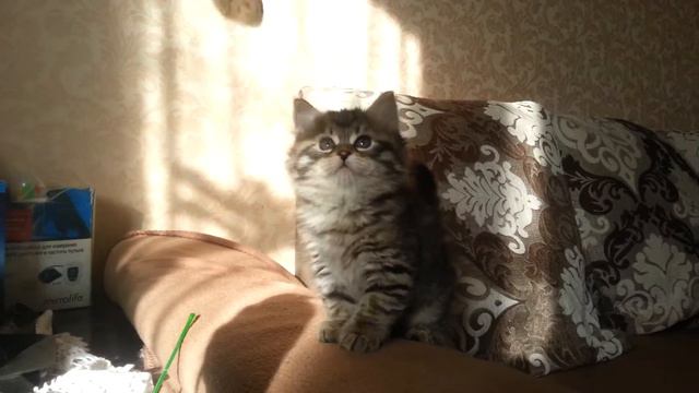 Anuta из питомника Baraj смотреть онлайн