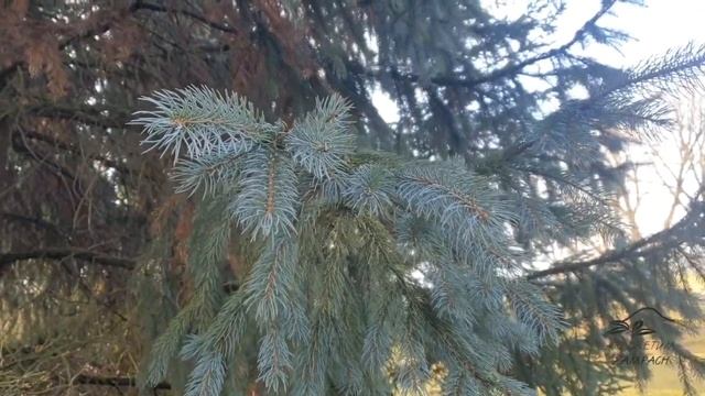 Picea engelmannii smrk Engelmannův смотреть онлайн