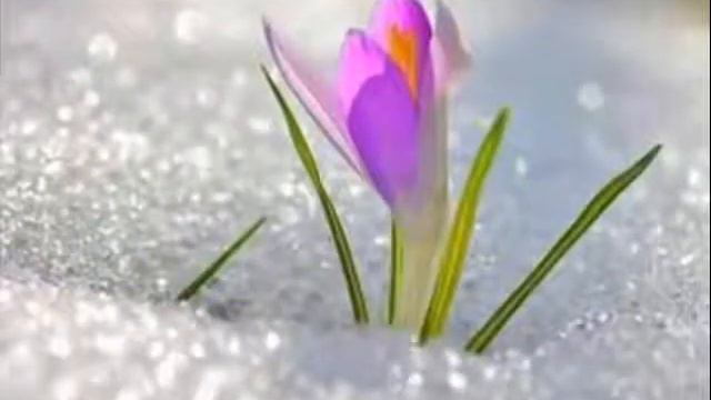 ЦВЕТЫ И СНЕГ FLOWERS AND SNOW смотреть онлайн