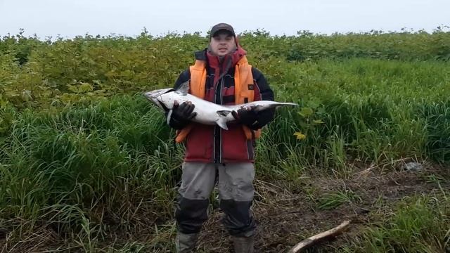 Рыбалка на Чавычу на Камчатке смотреть онлайн