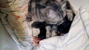 рождение котят (Слабонервным не смотреть)