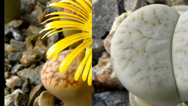 Lithops 1 смотреть онлайн