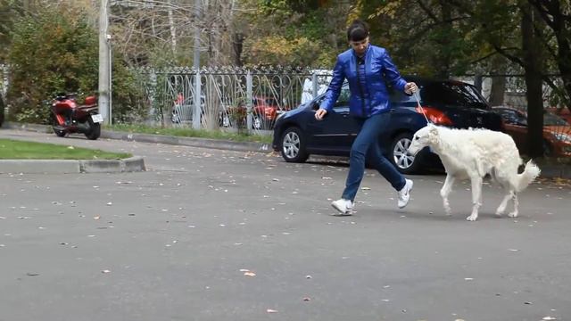 Русская борзая, мальчик Антей от 17 сентября 2015 г.