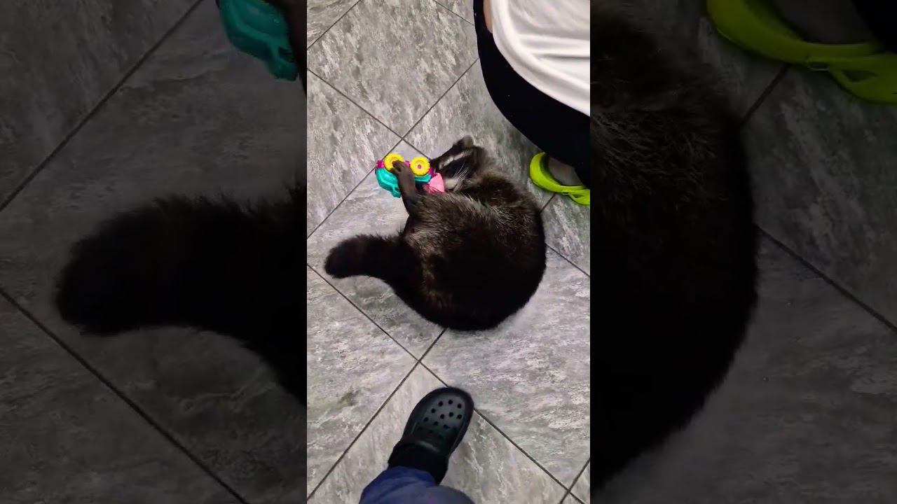 ▷Енотик и машинка◁ смотреть онлайн