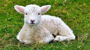 Я овечка у Христа | детская песня МСЦ ЕХБ