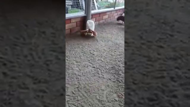 ,Pigeons,Якабин,Павлин,на прадажу могу любая сторону отправить смотреть онлайн