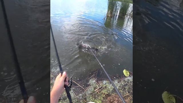 дикие поклевки амура #рыболов #рыбалкаскарпятником смотреть онлайн