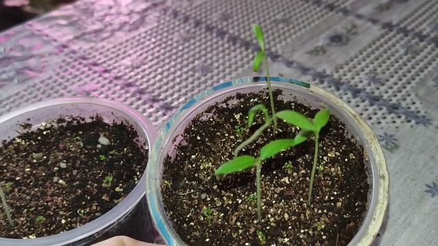 Дождитесь всходов! Посевы 2 в 1. смотреть онлайн