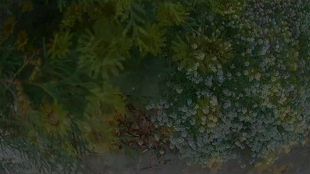 Садъ: "Зелёный домик". Клип смотреть онлайн