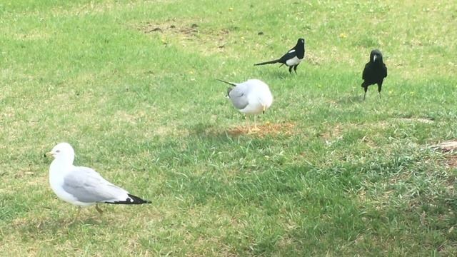 Gulls, Magpies and Crows Fighting for Food смотреть онлайн