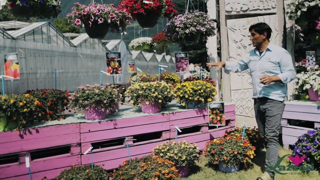 DUNA a unique Serie of Portulaca | Lazzeri смотреть онлайн