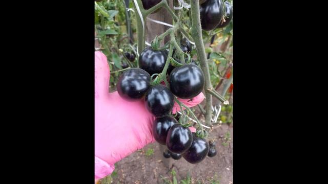 ТОМАТ ВСЕМ НА ЗАВИСТЬ ЭТО ЧУДО СЕЛЕКЦИИ смотреть онлайн