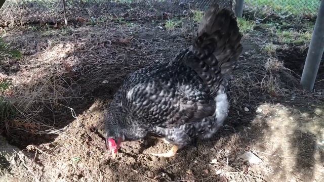 Прогулка на даче курочки Цыпы смотреть онлайн
