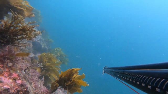 Weekend in Russel , great vis and plenty of life around. смотреть онлайн