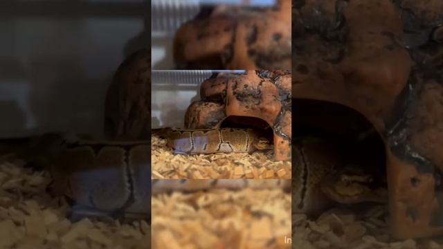 #королевскийпитон королевский питон #ballpython смотреть онлайн
