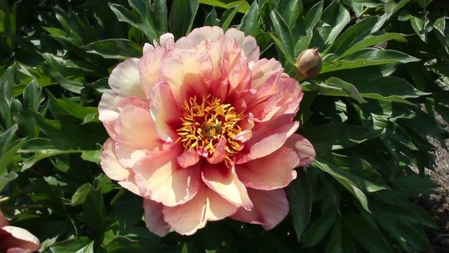 Copper Kettle | R2 Flowers BV | Peonies смотреть онлайн