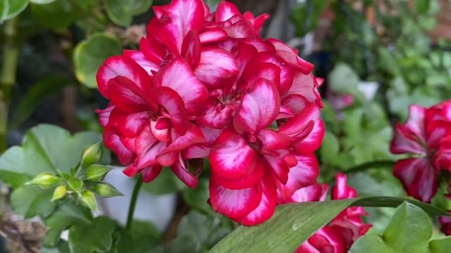 PELARGONIUM! My Garden In London! #Пеларгонии плющелистные в моем саду