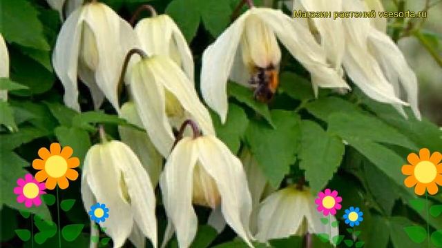 Клематис гибридный Лемон Бьюти. Краткий обзор, описание характеристик смотреть онлайн