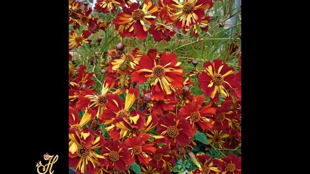 Кореопсис для начинающих и занятых цветоводов