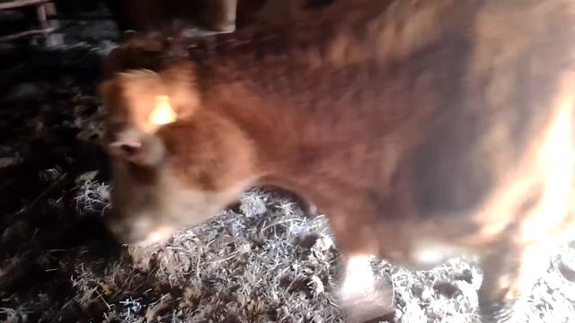 Мои бурёнки пьют воду. отёл двойни смотреть онлайн